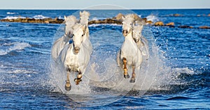 White Camargue horses galloping through blue water