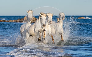 White Camargue horses galloping through blue water