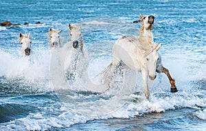 White Camargue horses galloping through blue water