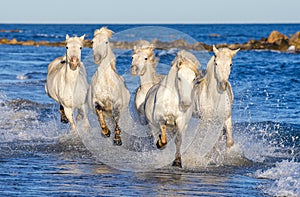 White Camargue horses galloping through blue water