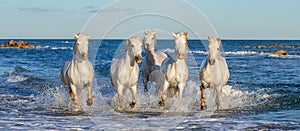 White Camargue horses galloping through blue water