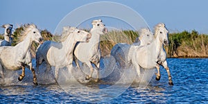 White Camargue horses galloping through blue water