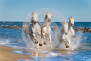 White Camargue Horses galloping