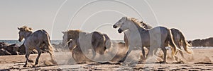 White Camargue Horses galloping on the sand. Parc Regional de Camargue. France. Provence.