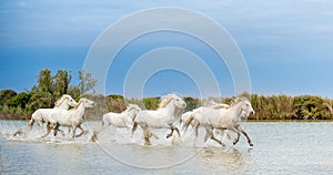 White Camargue Horses galloping through water.