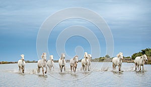 White Camargue Horses galloping through water.