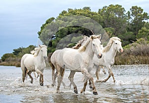 White Camargue Horses galloping through water.