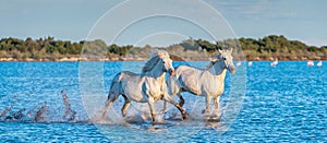 White Camargue Horses galloping on the water