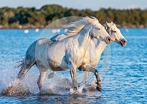 White Camargue Horses galloping on the water