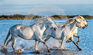 White Camargue Horses galloping on the water