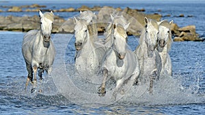 White Camargue Horses galloping through water