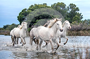 White Camargue Horses galloping through water.