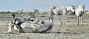 White camargue horses rolls in dust.