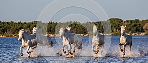 White Camargue Horses run in the swamps nature reserve. Parc Regional de Camargue. France. Provence.