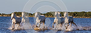 White Camargue Horses run in the swamps nature reserve. Parc Regional de Camargue. France. Provence.