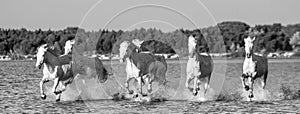 White Camargue Horses run in the swamps nature reserve. Parc Regional de Camargue. France. Provence.