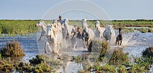 White Camargue Horses run in the swamps nature reserve. Parc Regional de Camargue. France. Provence.