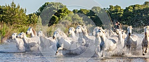 White Camargue Horses run in the swamps nature reserve. Parc Regional de Camargue. France. Provence.