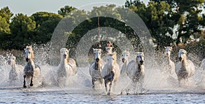 White Camargue Horses run in the swamps nature reserve. Parc Regional de Camargue. France. Provence.