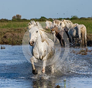 White Camargue Horses run in the swamps nature reserve. Parc Regional de Camargue. France. Provence.