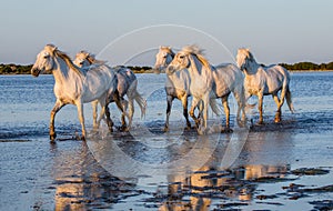 White Camargue Horses run in the swamps nature reserve. Parc Regional de Camargue. France. Provence.