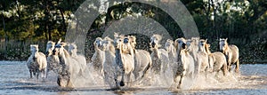 White Camargue Horses run in the swamps nature reserve. Parc Regional de Camargue. France. Provence.