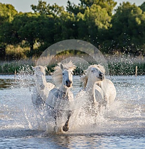 White Camargue Horses run in the swamps nature reserve. Parc Regional de Camargue. France. Provence.