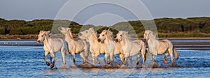 White Camargue Horses run in the swamps nature reserve. Parc Regional de Camargue. France. Provence.