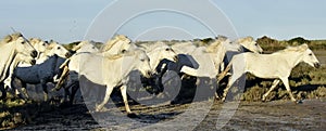 White Camargue horses running