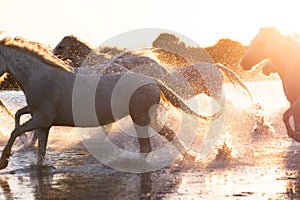 White Camargue Horses are running along the water