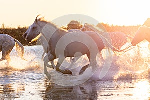 White Camargue Horses are running along the water