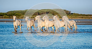 White Camargue Horses running on the blue water in sunset light.