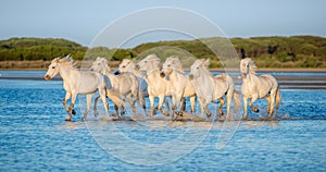 White Camargue Horses running on the blue water in sunset light.