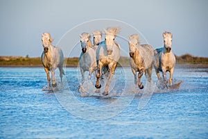 White Camargue Horses running on the blue water in sunset light.