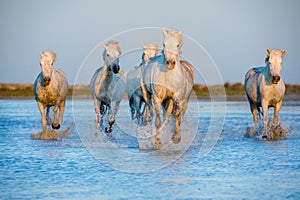 White Camargue Horses running on the blue water in sunset light.