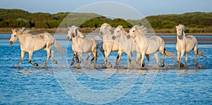 White Camargue Horses running on the water
