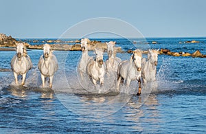 White Camargue Horses running on the water