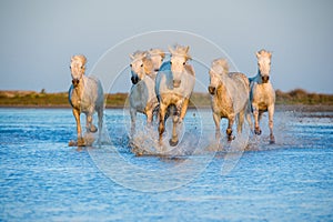 White Camargue Horses running on the water