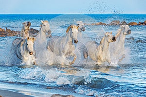 White Camargue Horses running on the water