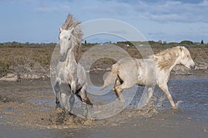White Camargue horses, Southern France