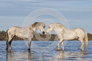 White Camargue horses, Southern France