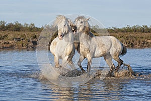 White Camargue horses, Southern France