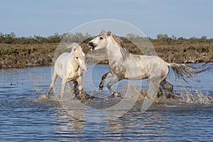 White Camargue horses, Southern France