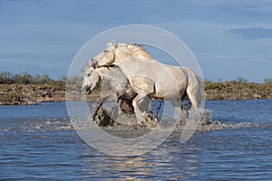 White Camargue horses, Southern France