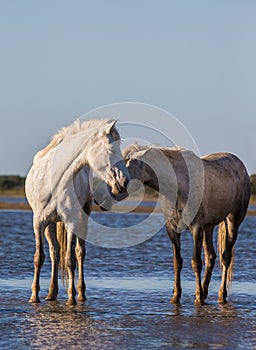 White Camargue Horses stand in the swamps nature reserve. Parc Regional de Camargue. France. Provence.