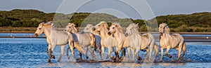 White Camargue Horses stand in the swamps nature reserve. Parc Regional de Camargue. France. Provence.