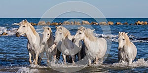 White Camargue Horses are standing on the sea beach. Parc Regional de Camargue. France. Provence.