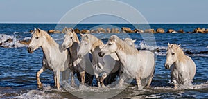 White Camargue Horses are standing on the sea beach. Parc Regional de Camargue. France. Provence.