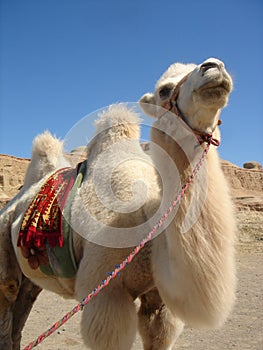 White camel