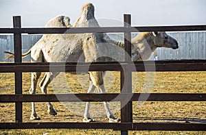 A white camel camelus bactrianus